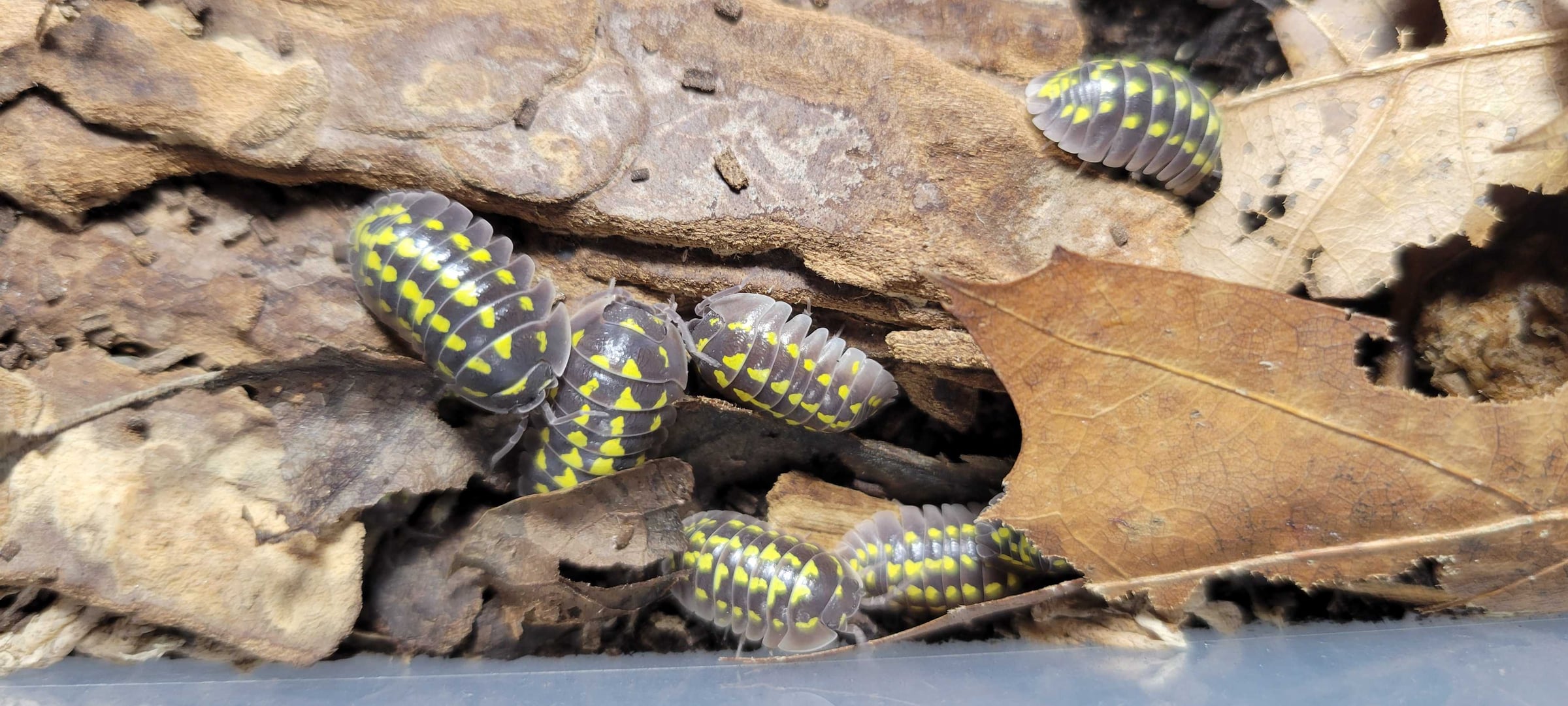 Armadillidium gestroi - Gestro's Pill Woodlouse