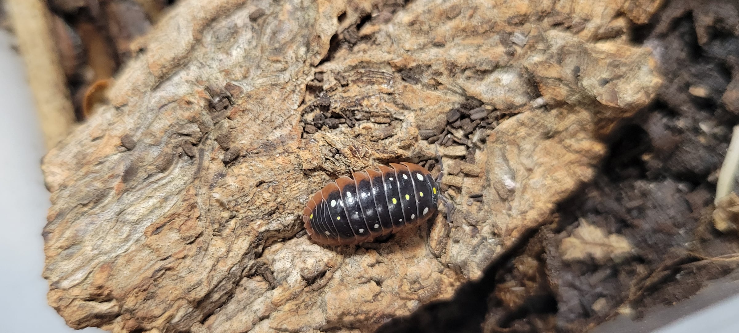 Armadillidium klugii - Klug's pill woodlouse