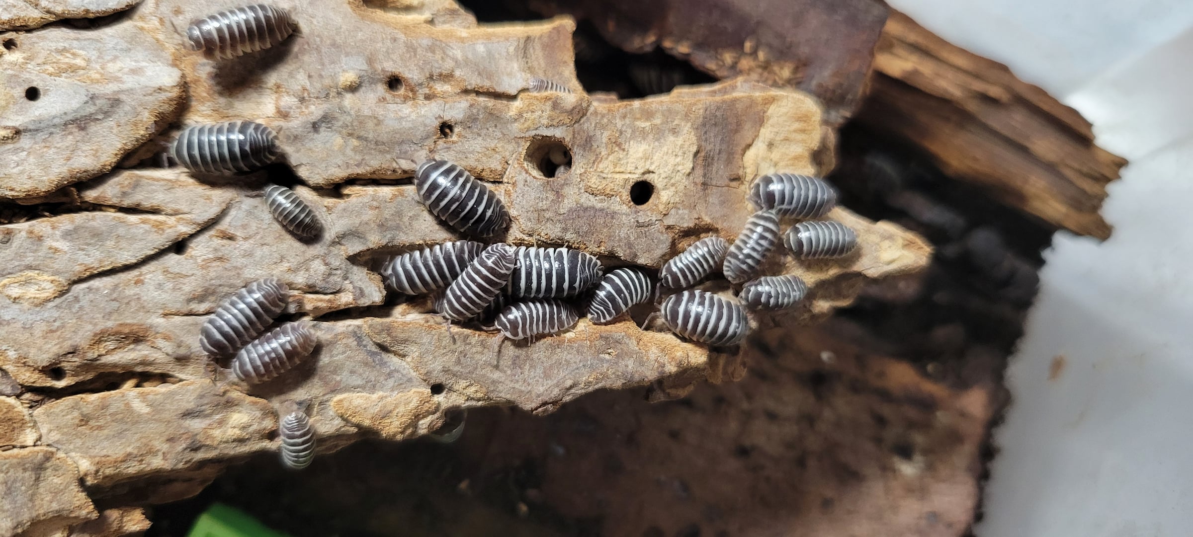 Armadillidium maculatum - Zebra Isopod