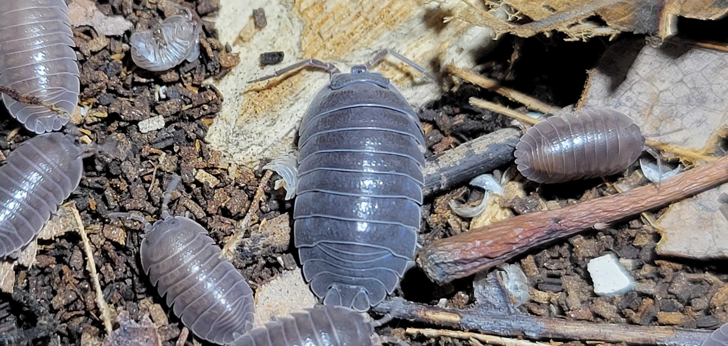 Armadillidium pallasii - Croatian Giant Isopod