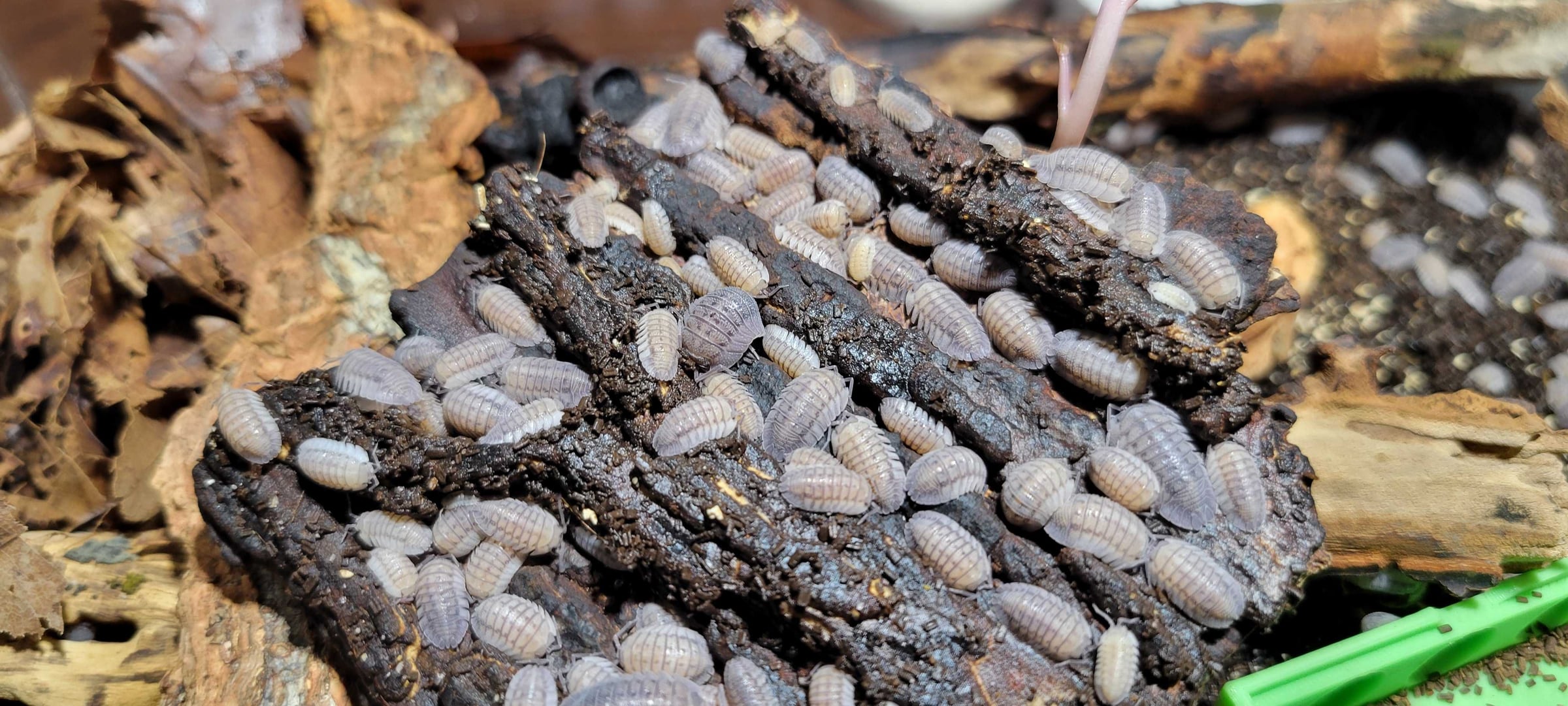 Armadillidium peraccae - Peracca's pill bug
