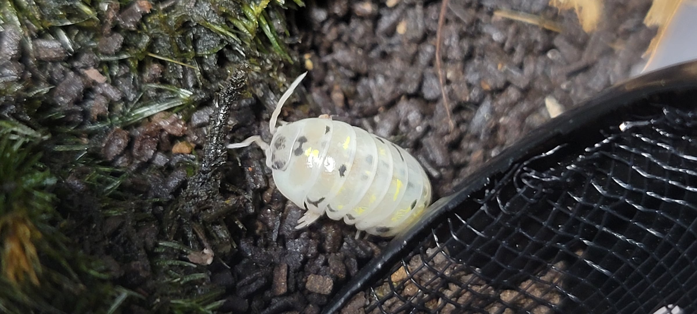 Armadillidium vulgare - American Magic Potion