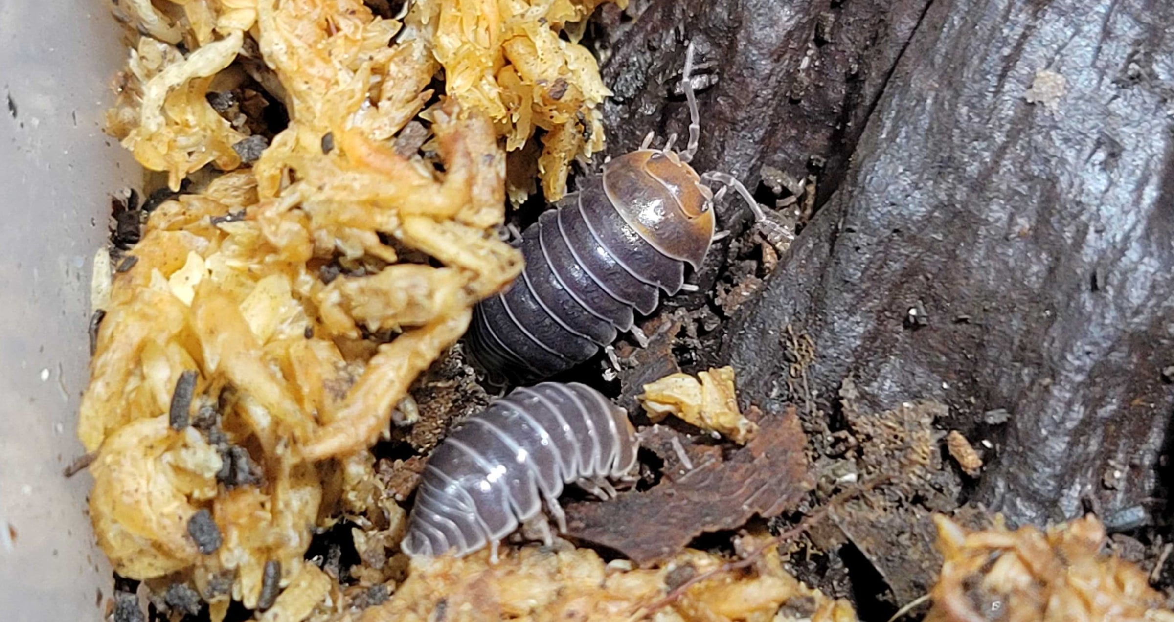 Armadillidium flavoscutatum - Red-headed pill bug