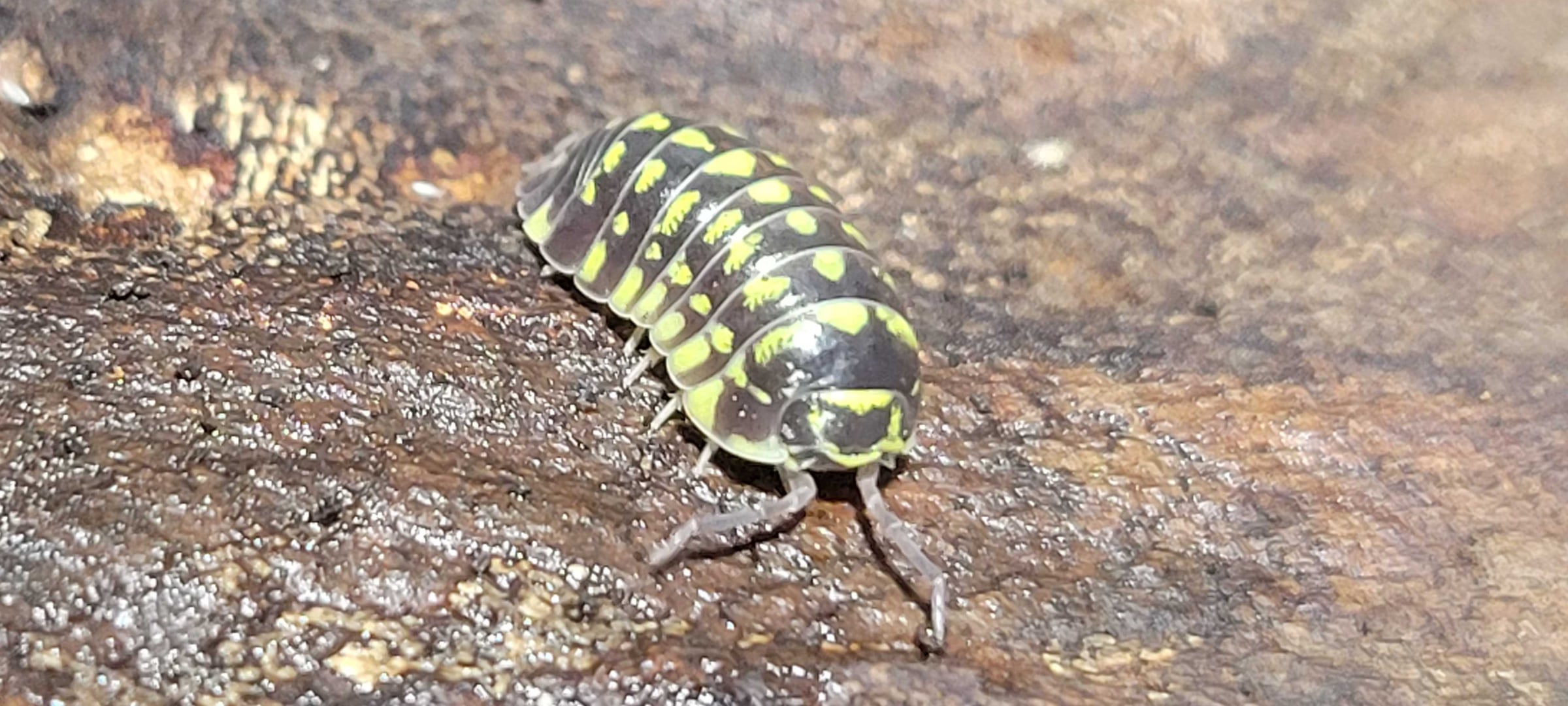 Armadillidium maculatum - Yellow Zebra