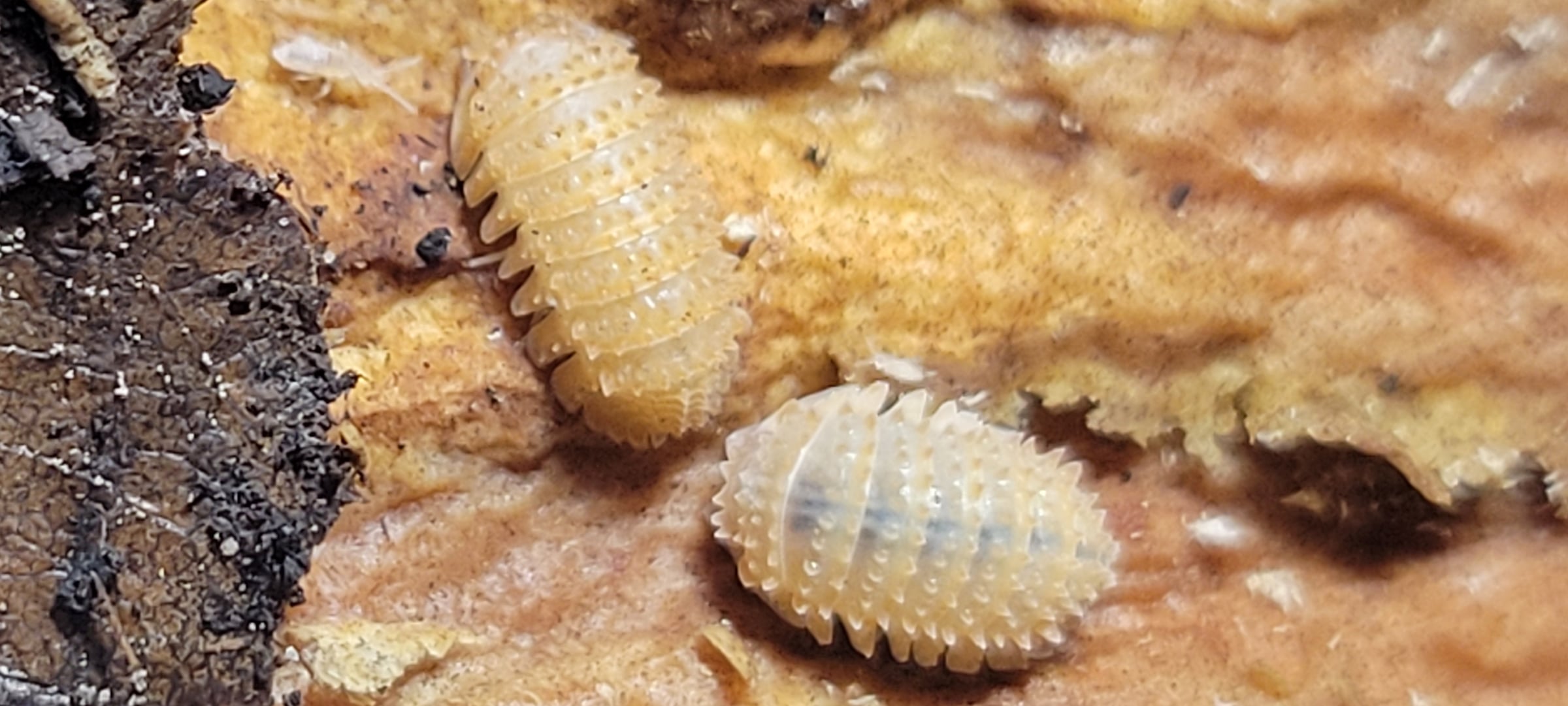 Cristarmadillidium muricatum - Pineapple Spiky