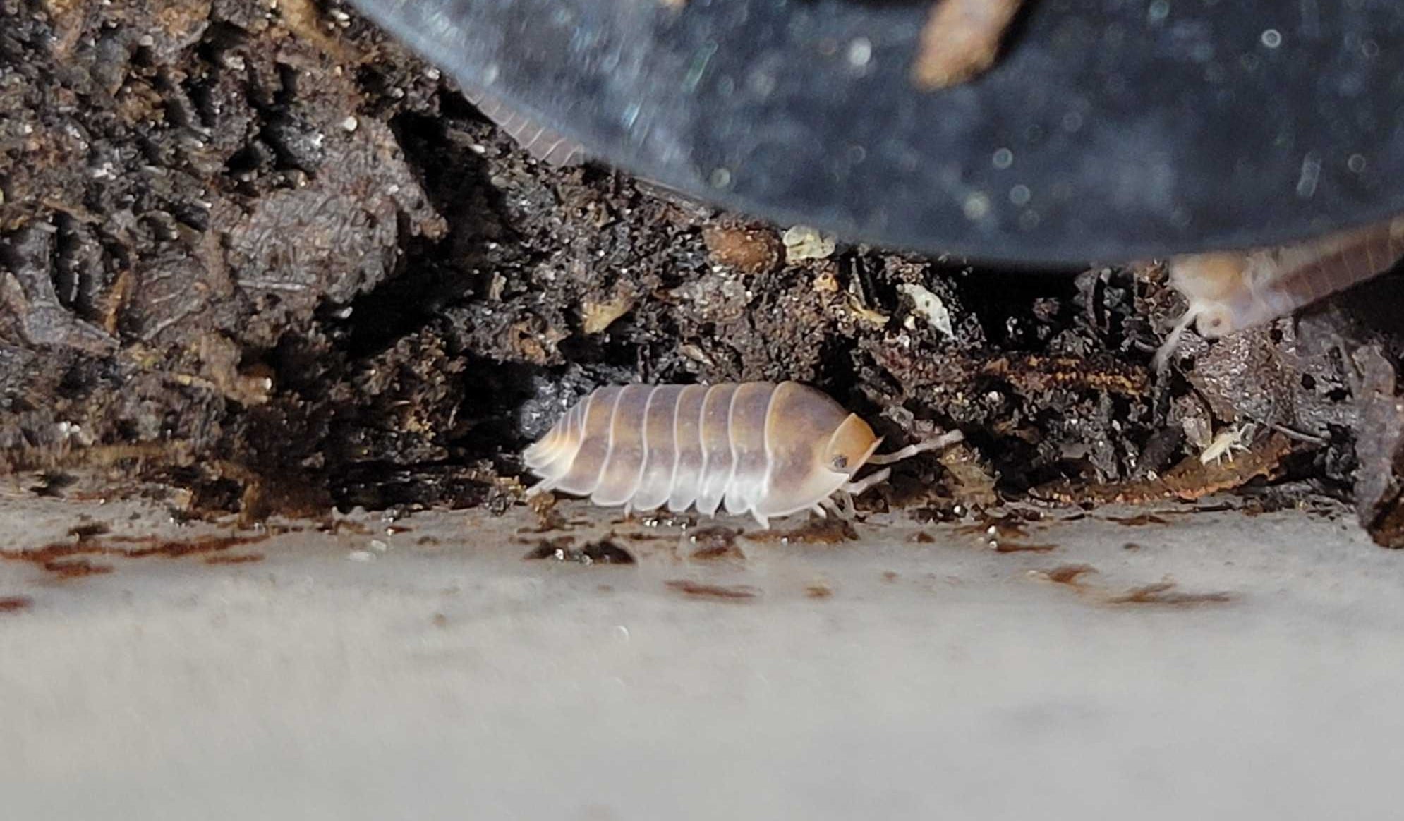 Cubaris sp. - Red Pak Chong