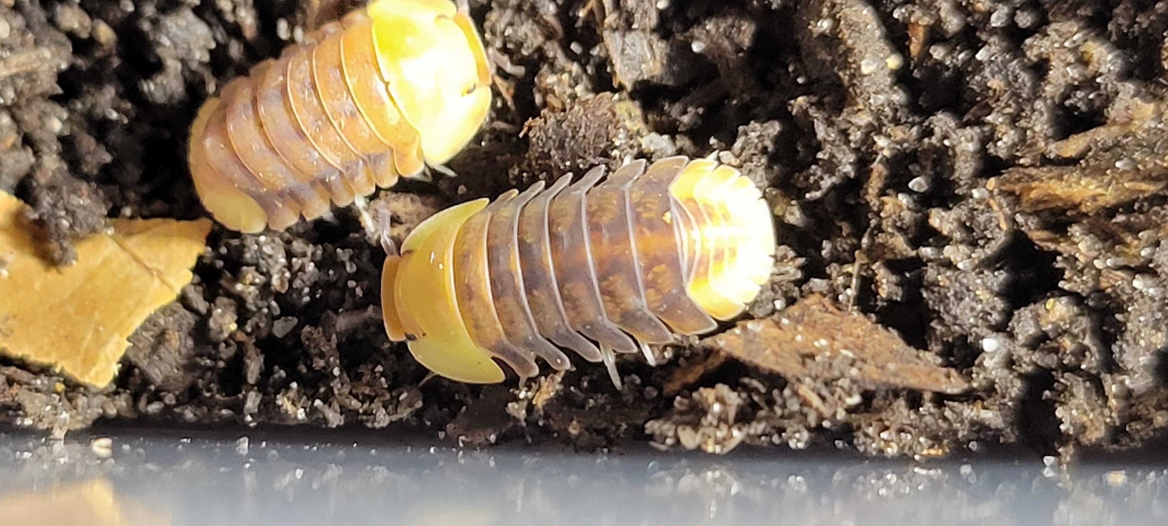 Cubaris sp. - Rubber Ducky