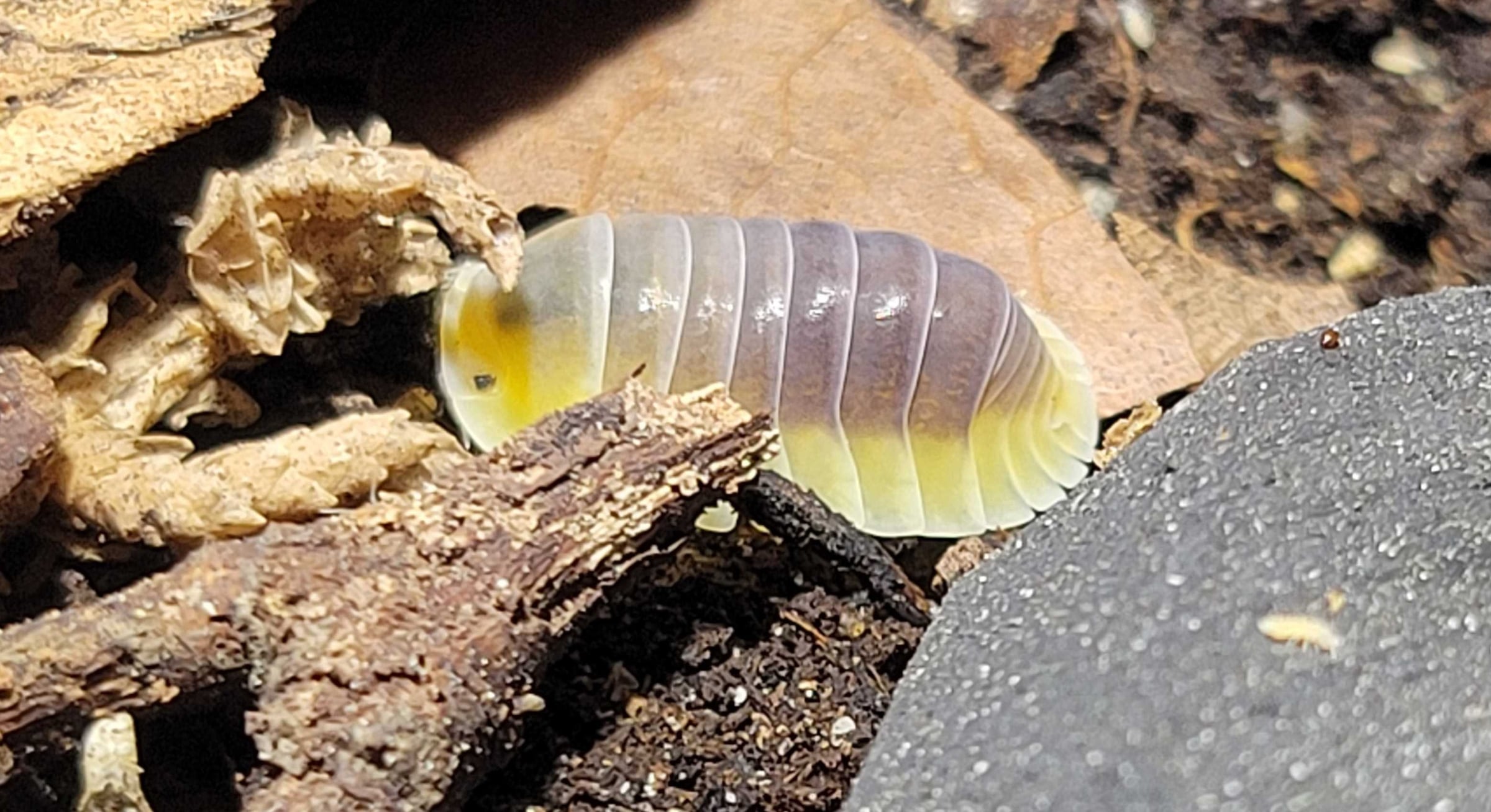 Cubaris sp. - Lemon Blue