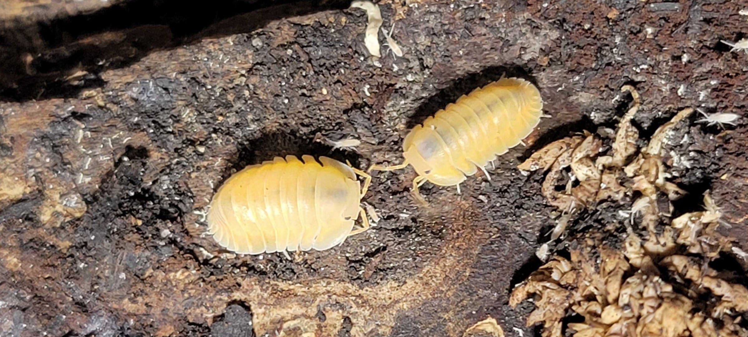 Cubaris sp. - Orange Freezy