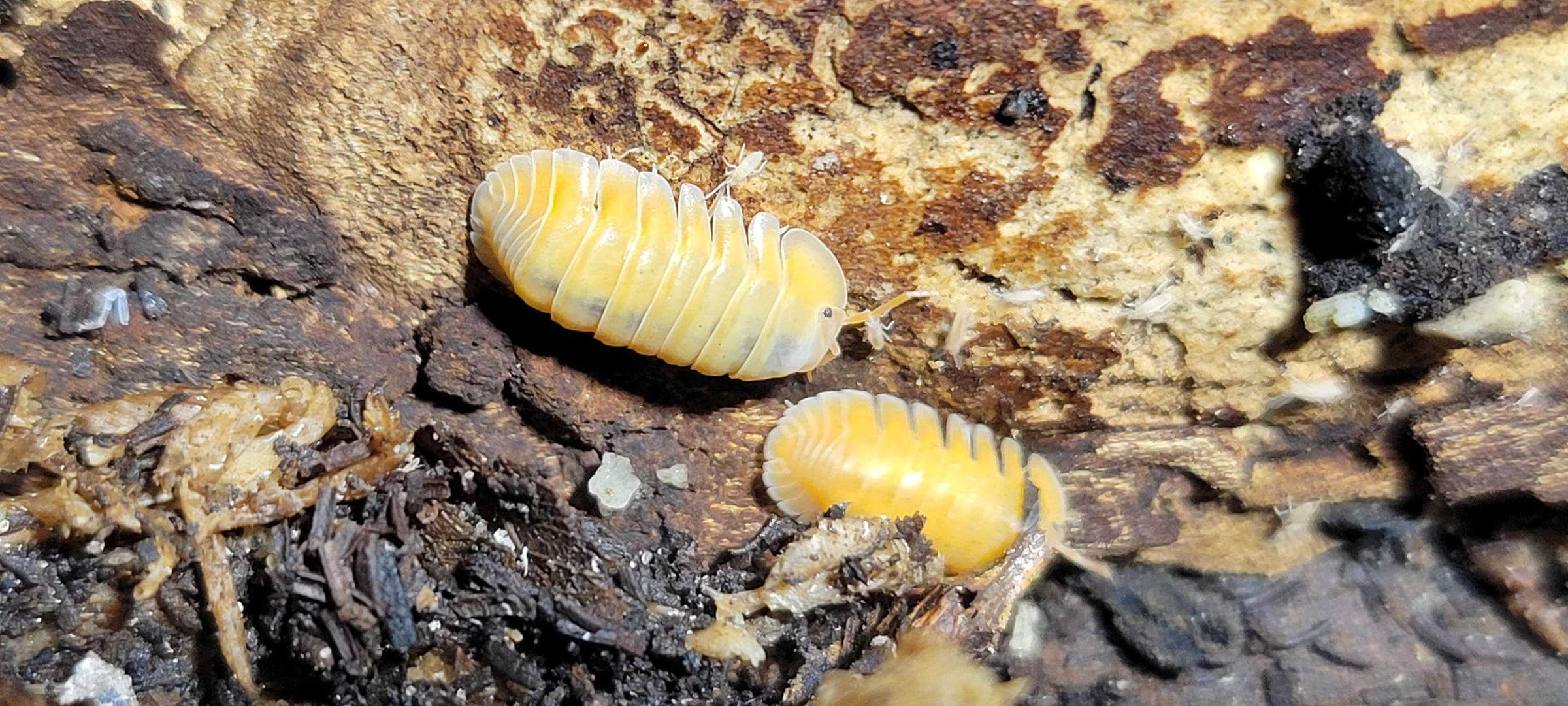 Cubaris sp. - Orange Freezy