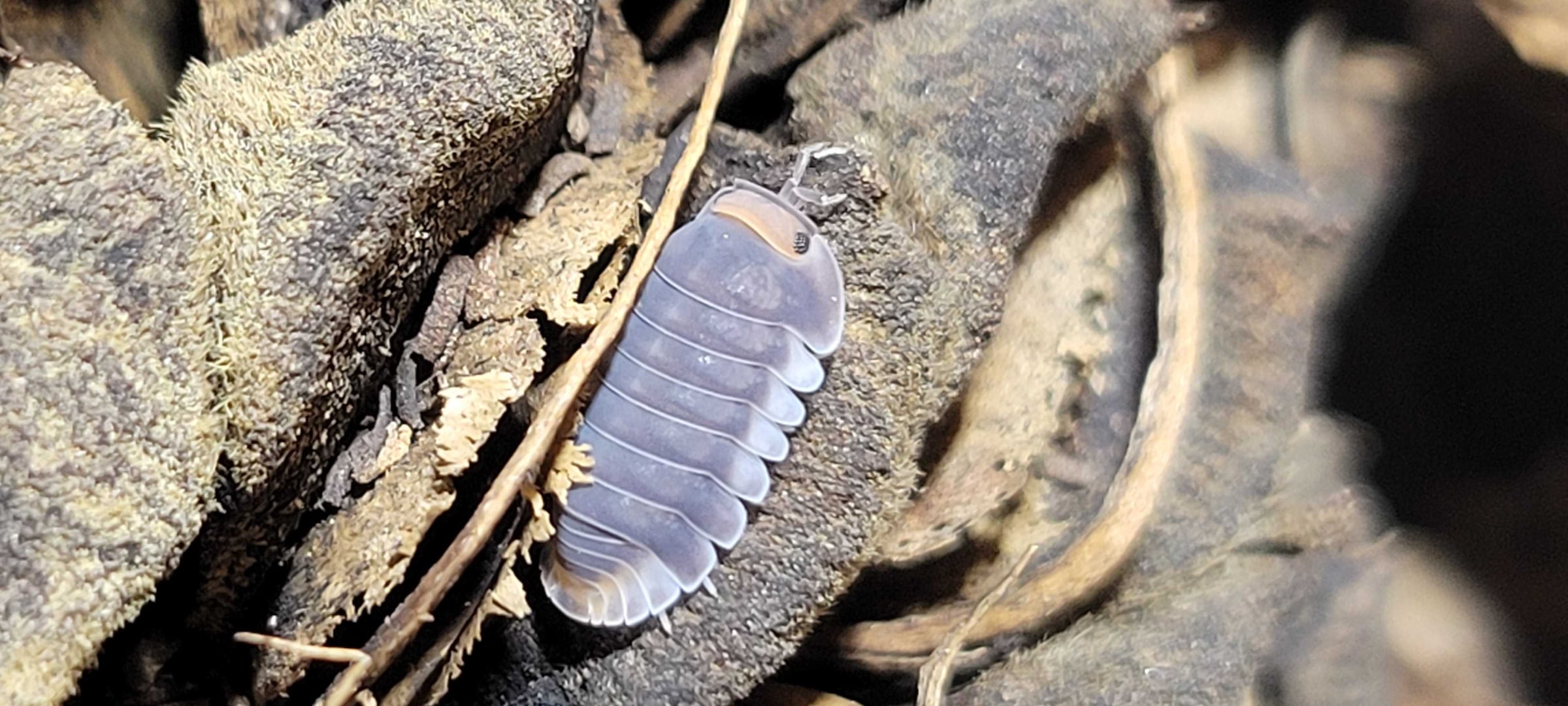 Cubaris sp. - Pak Chong