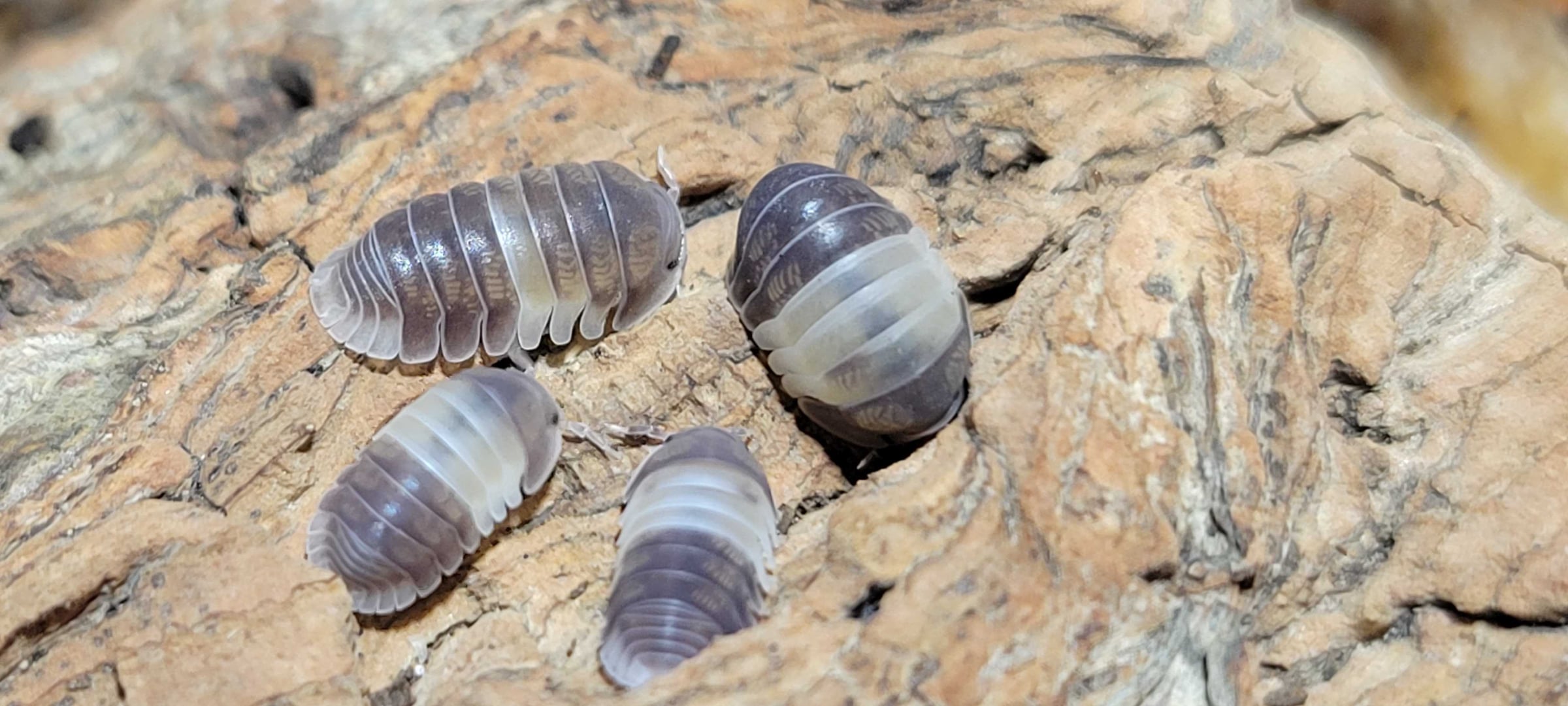 Cubaris sp. - Panda King Mix