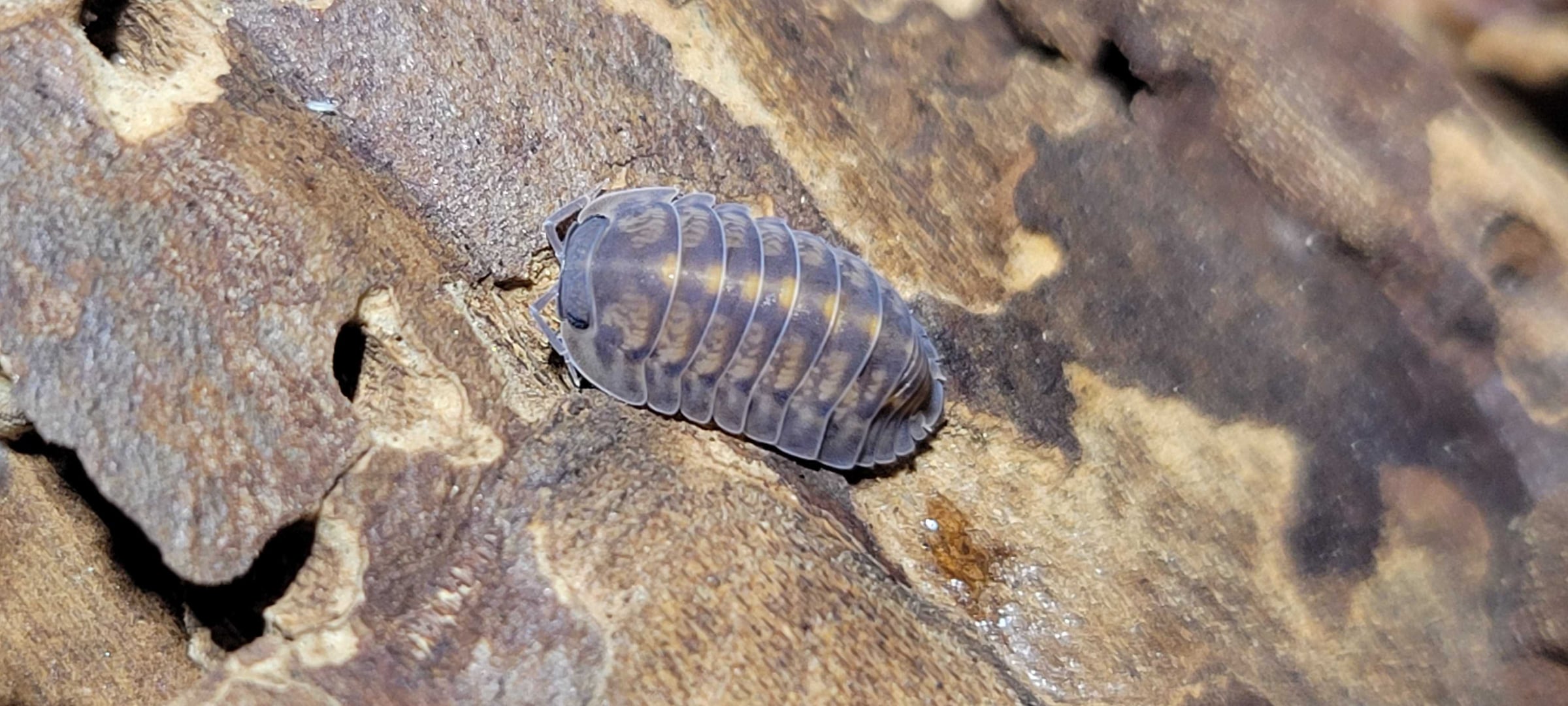 Cubaris sp. - Platin, Tung Song