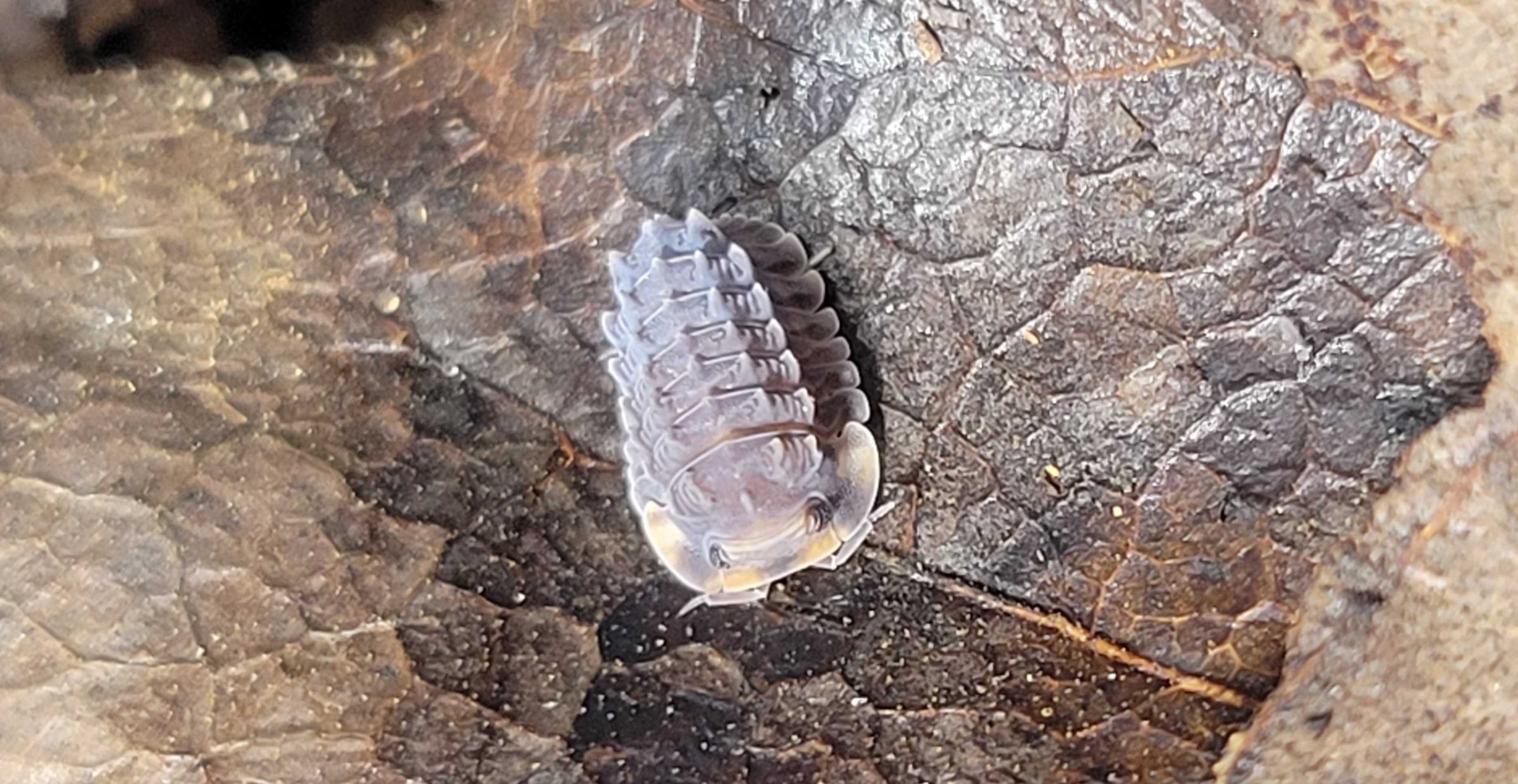 Isopoda sp. - Shiny Gator