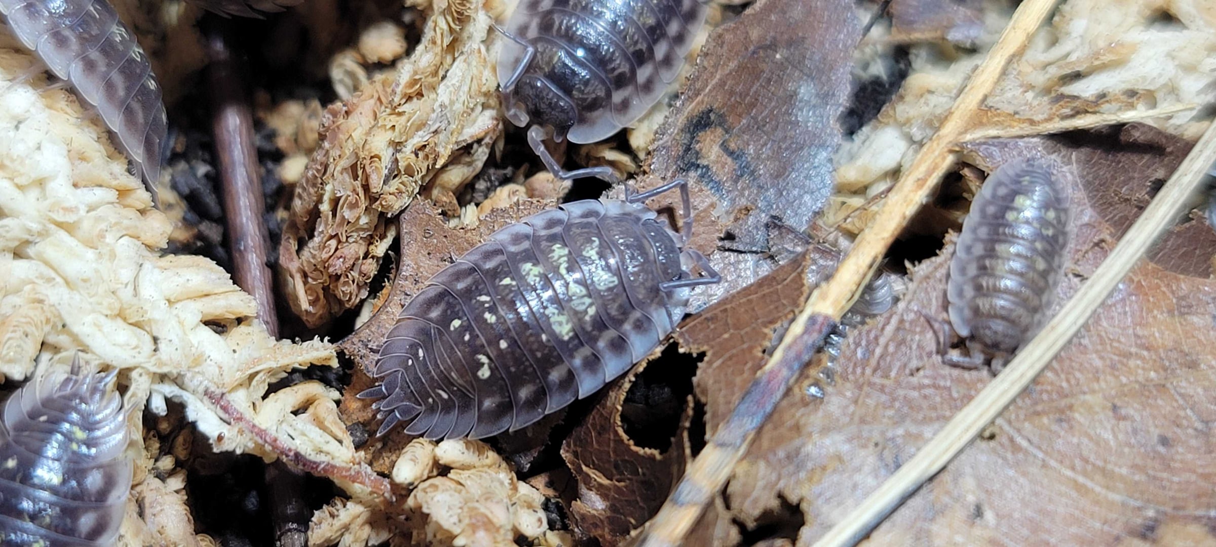 Oniscus asellus - Skirted isopod
