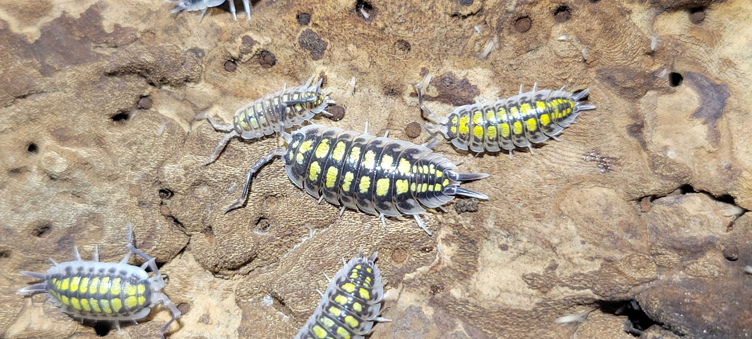 Porcellio haasi - High Yellow