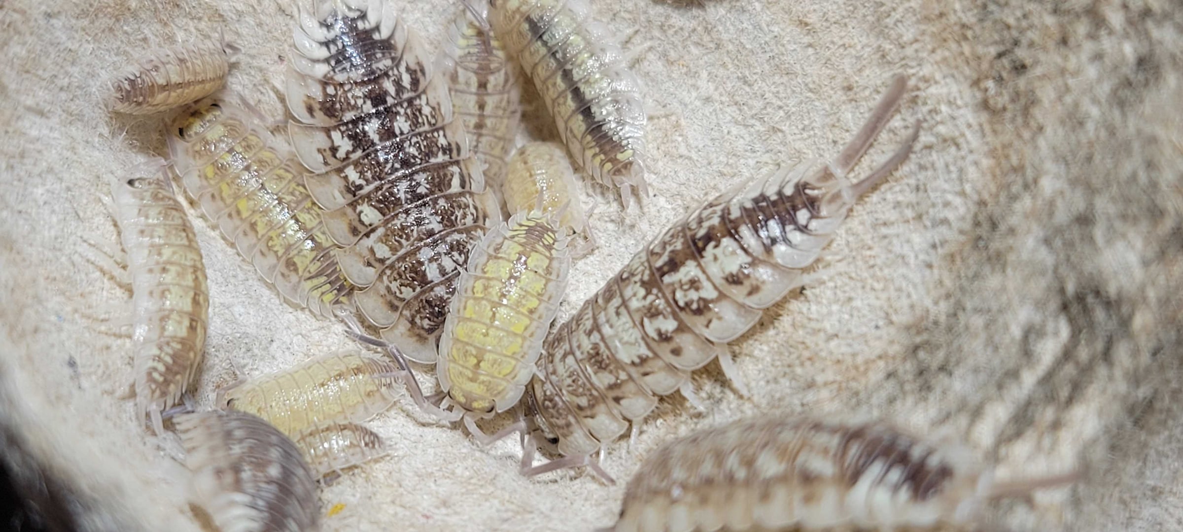 Porcellio haasi - Light