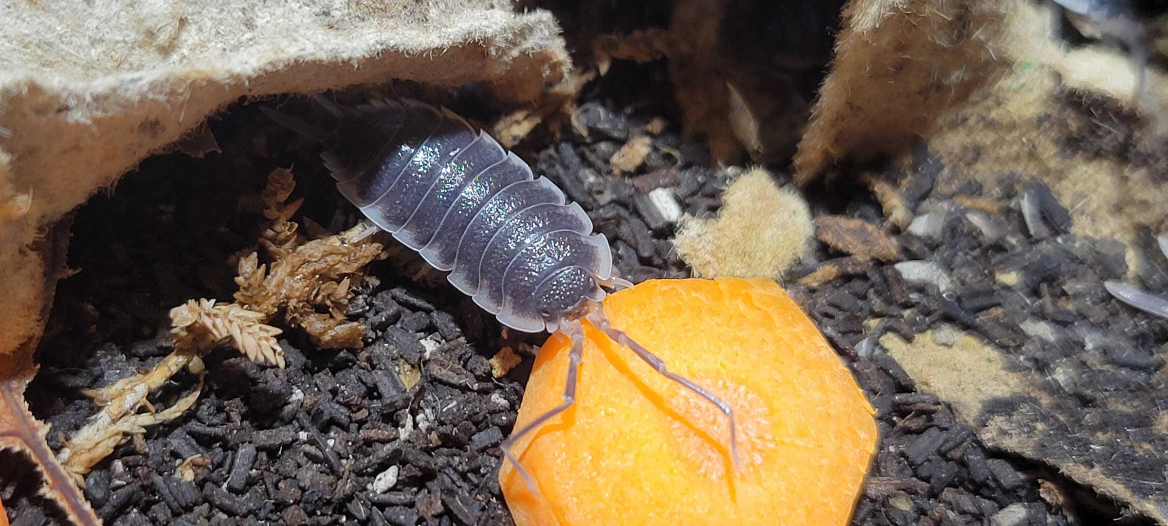 Porcellio hoffmannseggii - Black Titan