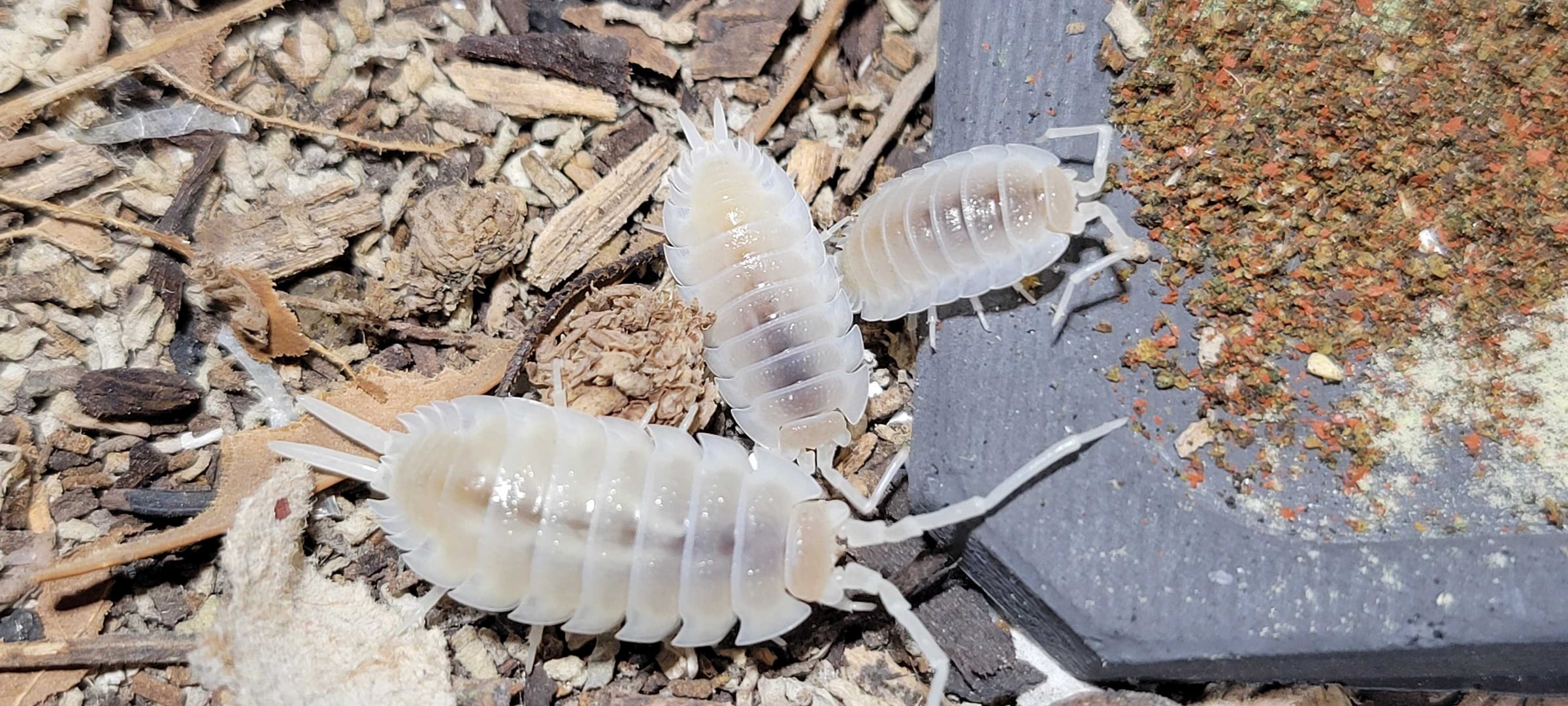 Porcellio hoffmannseggii - White Titan