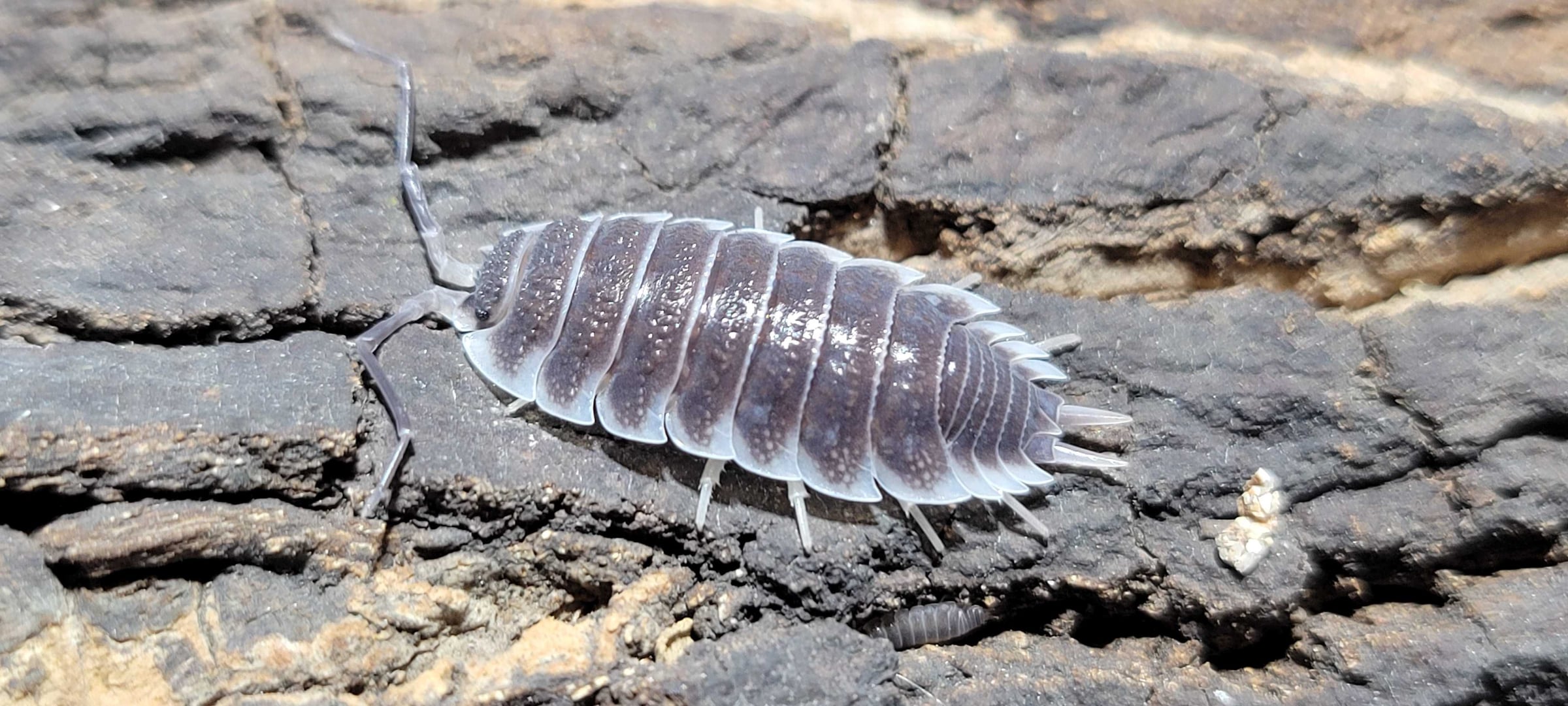 Porcellio hoffmannseggii - Titan isopod