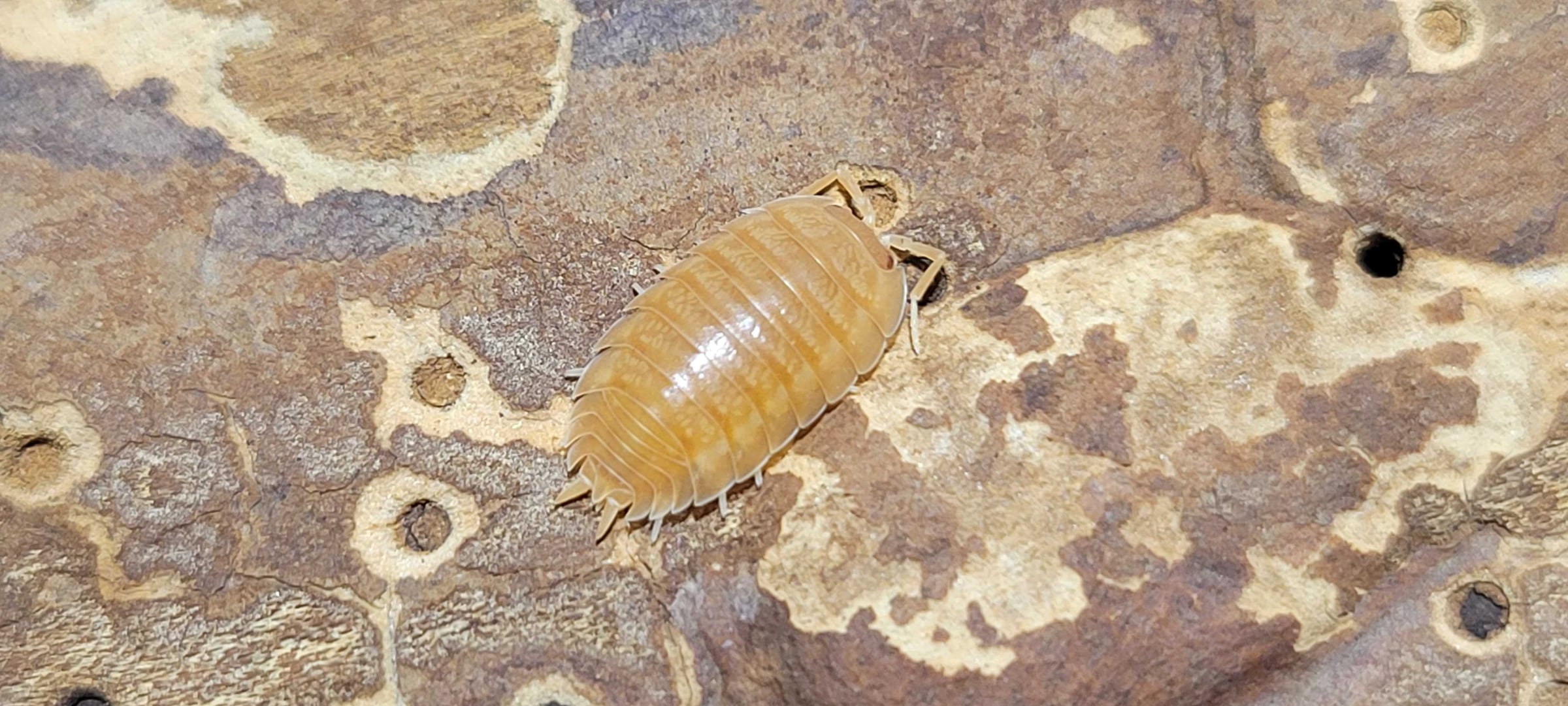 Porcellio laevis - Orange laevis