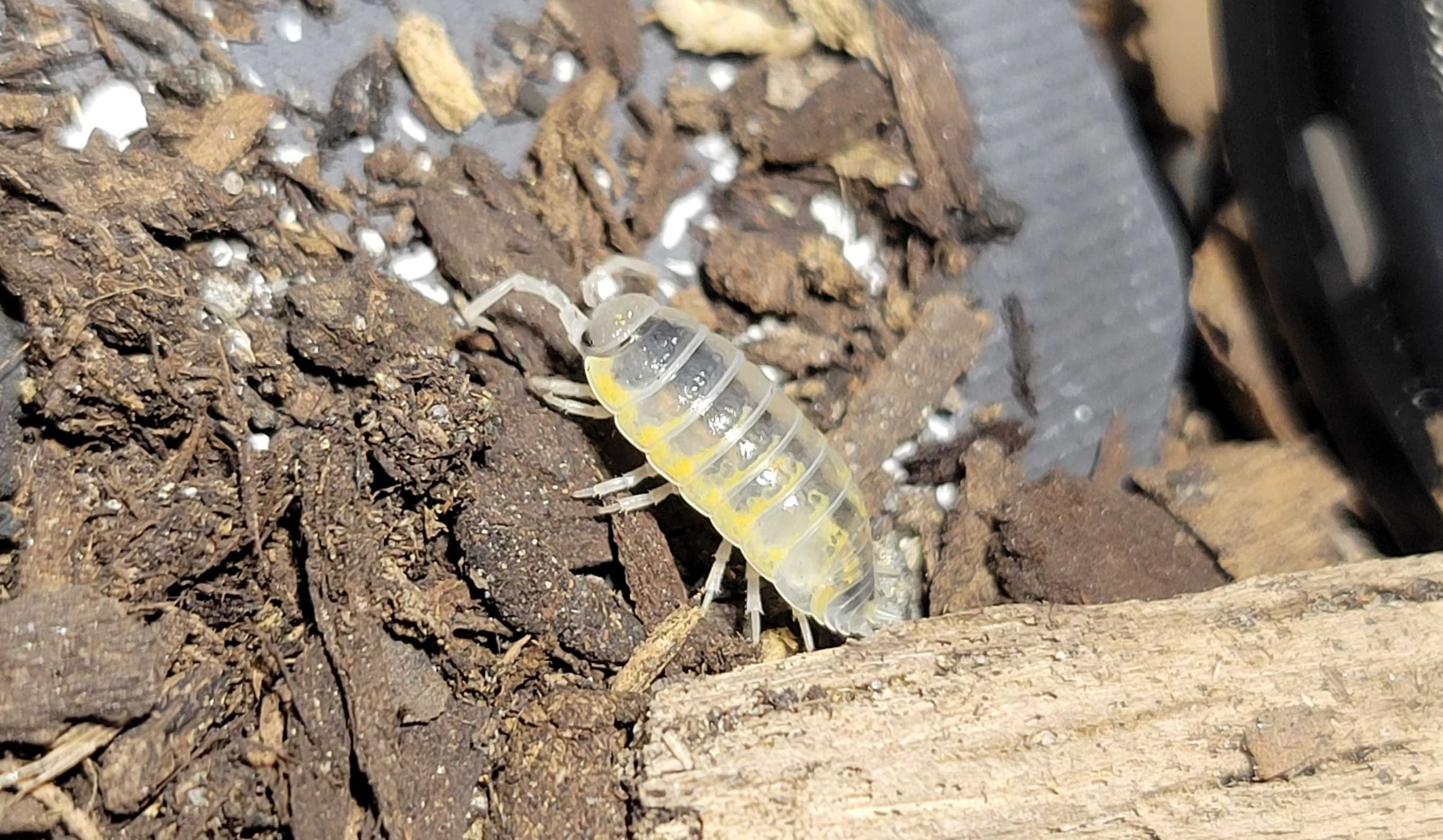 Porcellio ornatus - Witches Brew