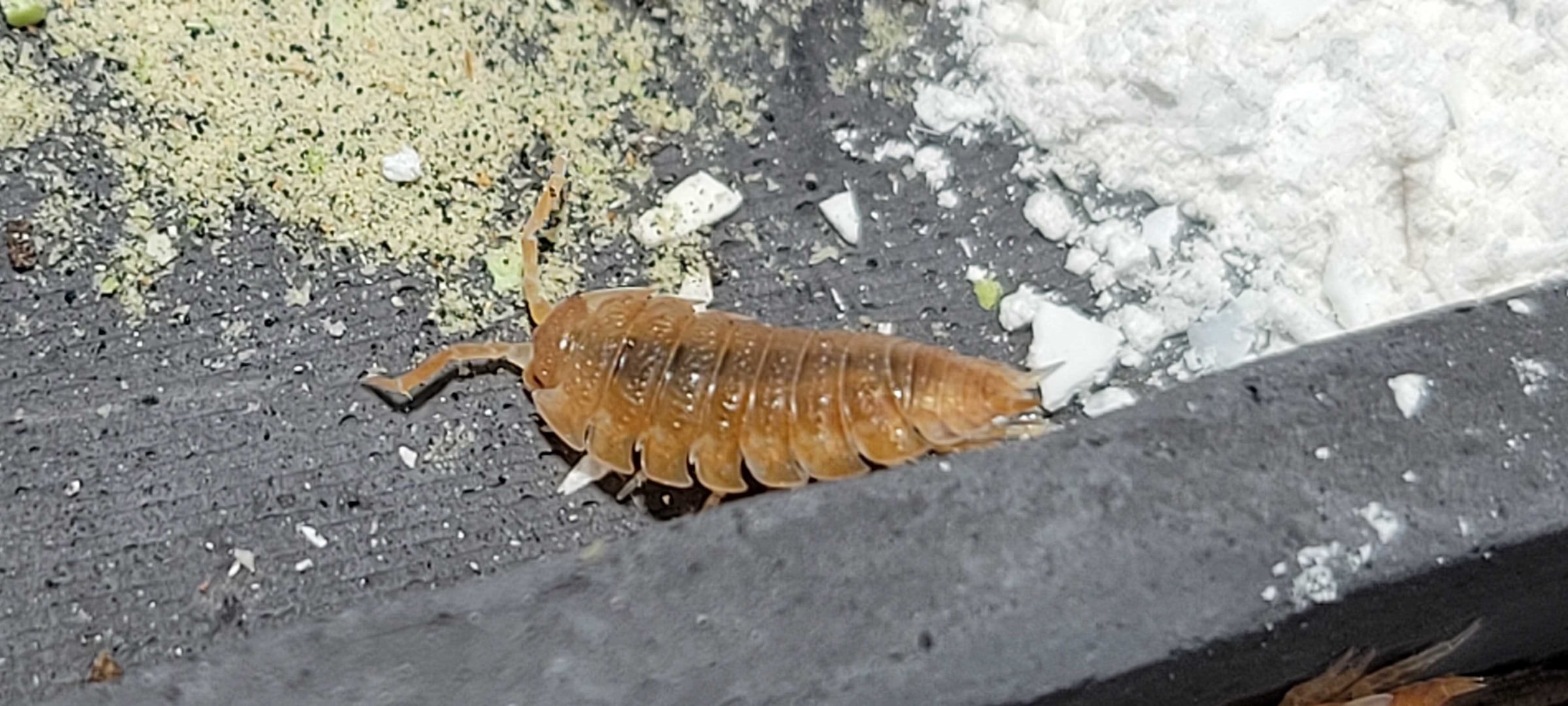 Porcellio scaber - Orange Koi
