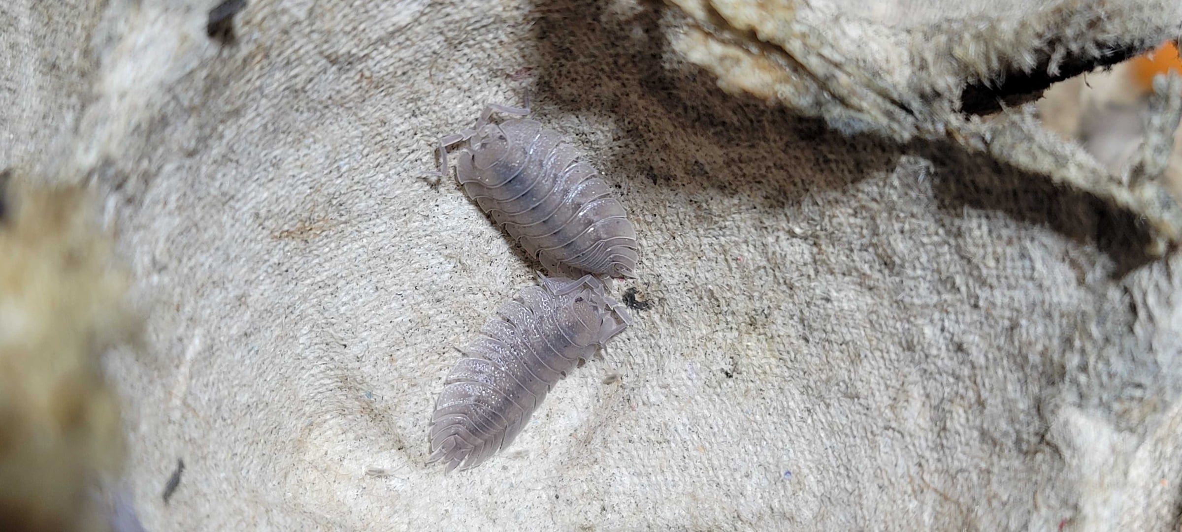 Porcellio spatulatus - Spatula Isopod
