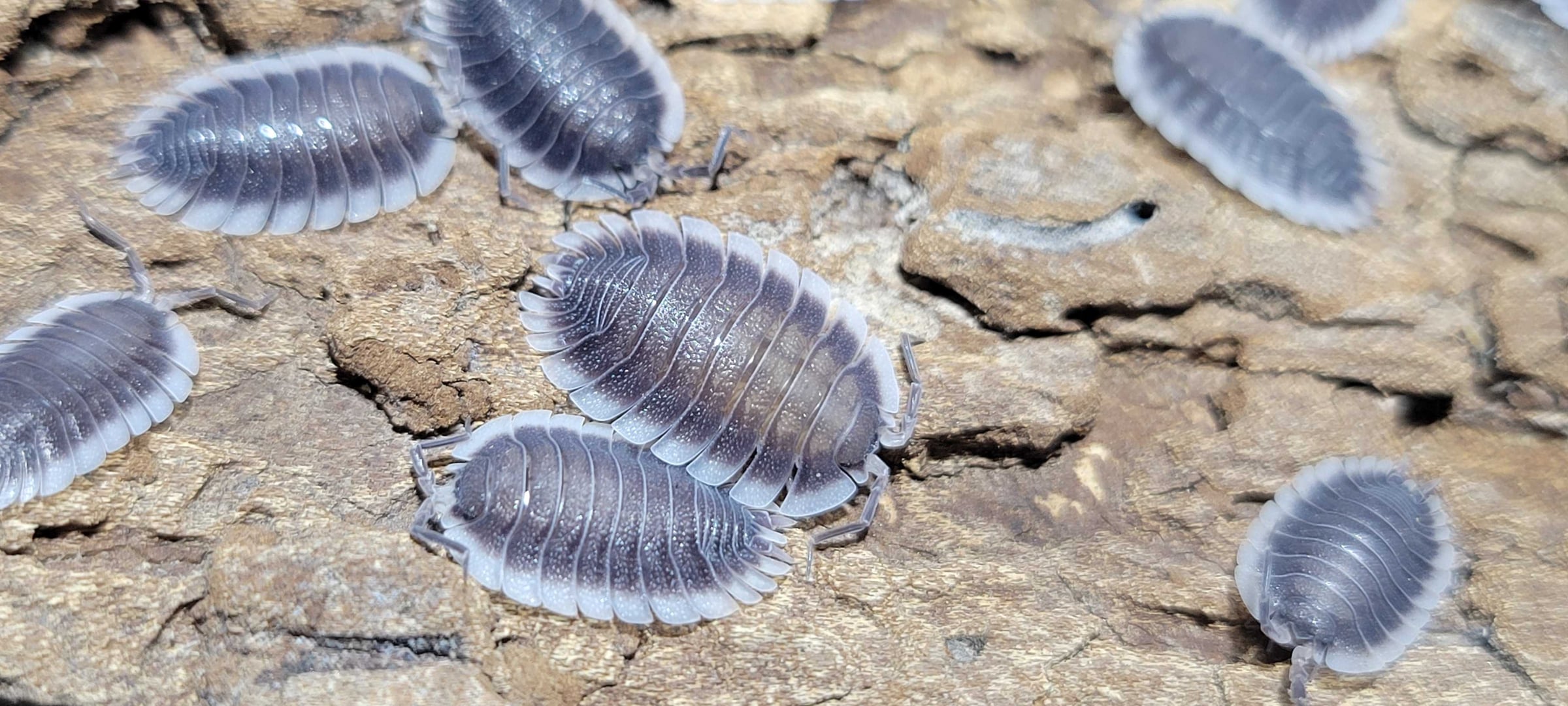 Porcellio werneri - Greek Shield