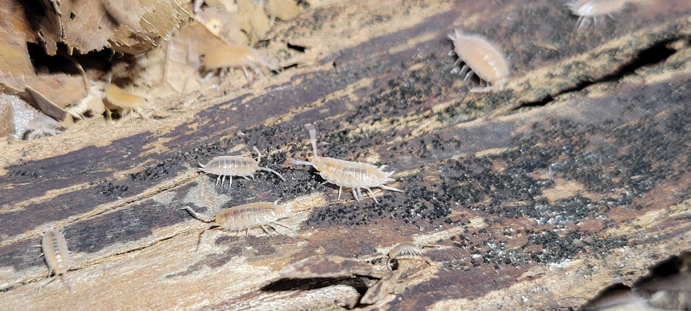 Porcellionides pruinosus - Powder Pink
