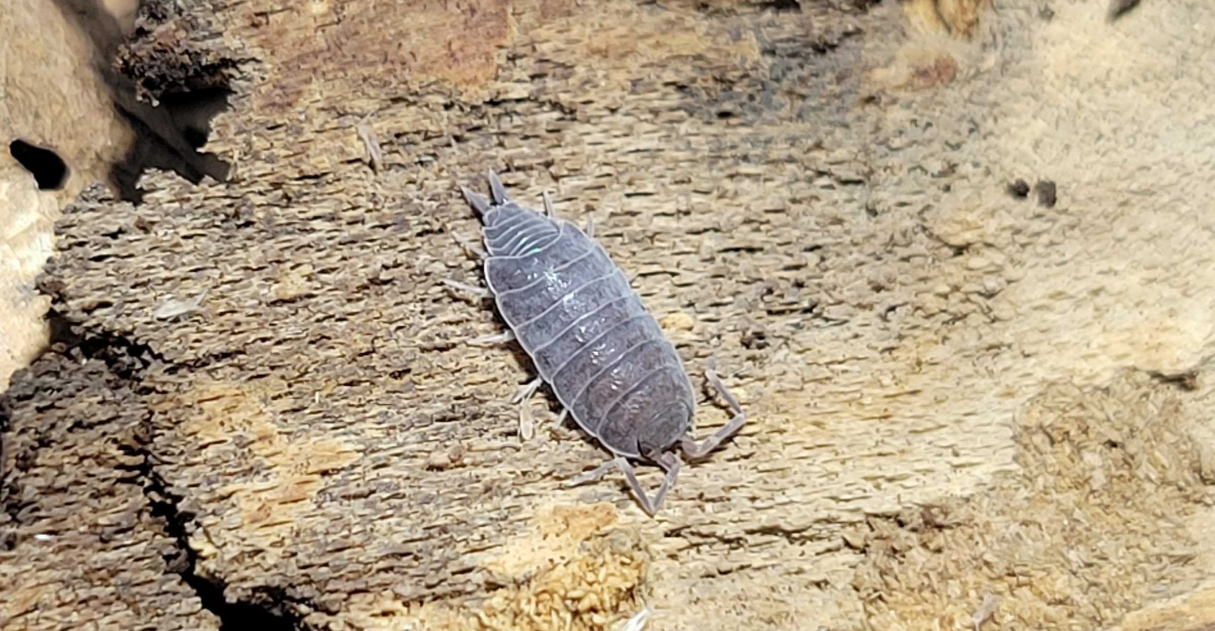 Porcellionides pruinosus - Estacato Ghost Town