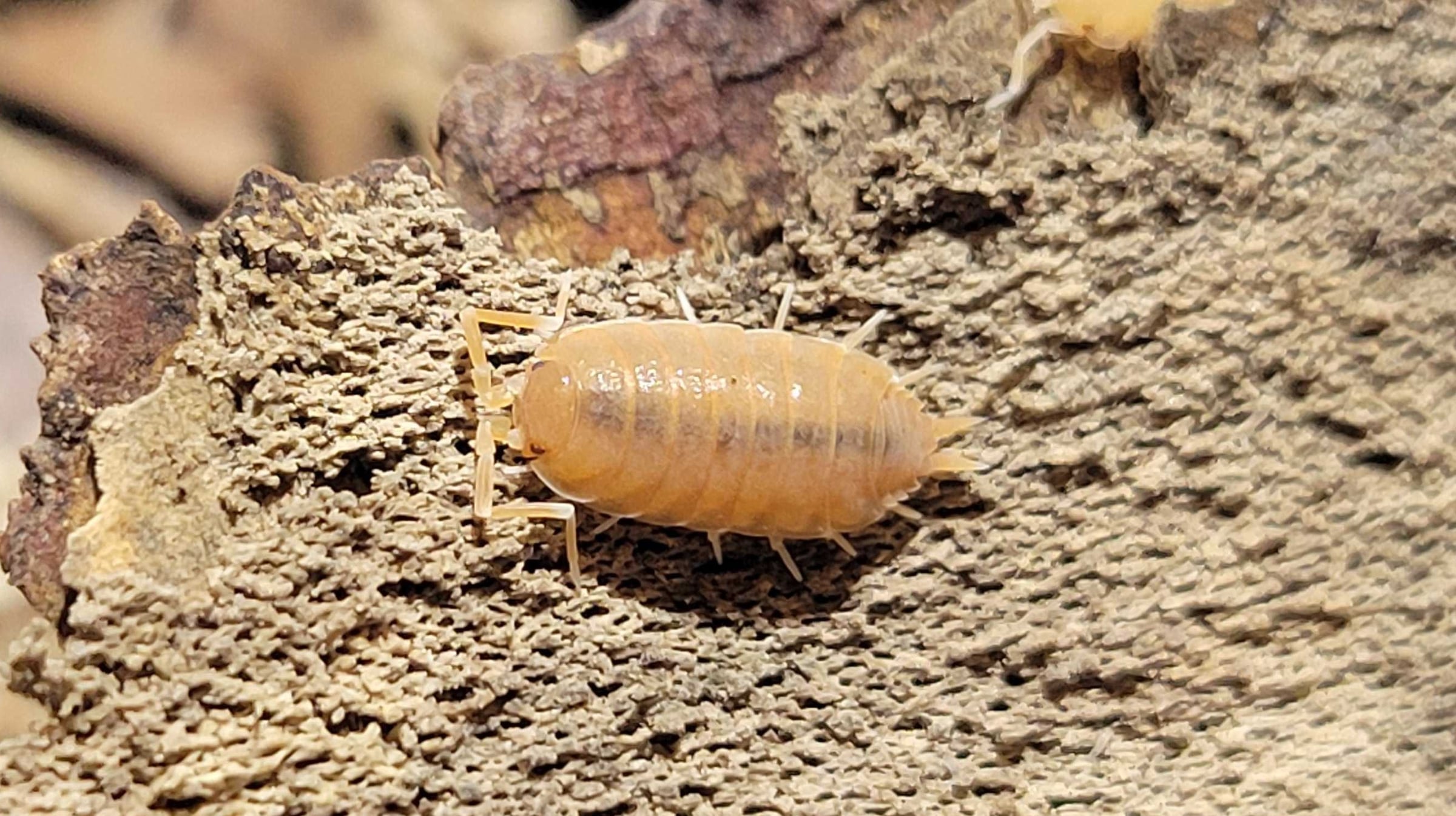 Porcellionides pruinosus - Powder Orange