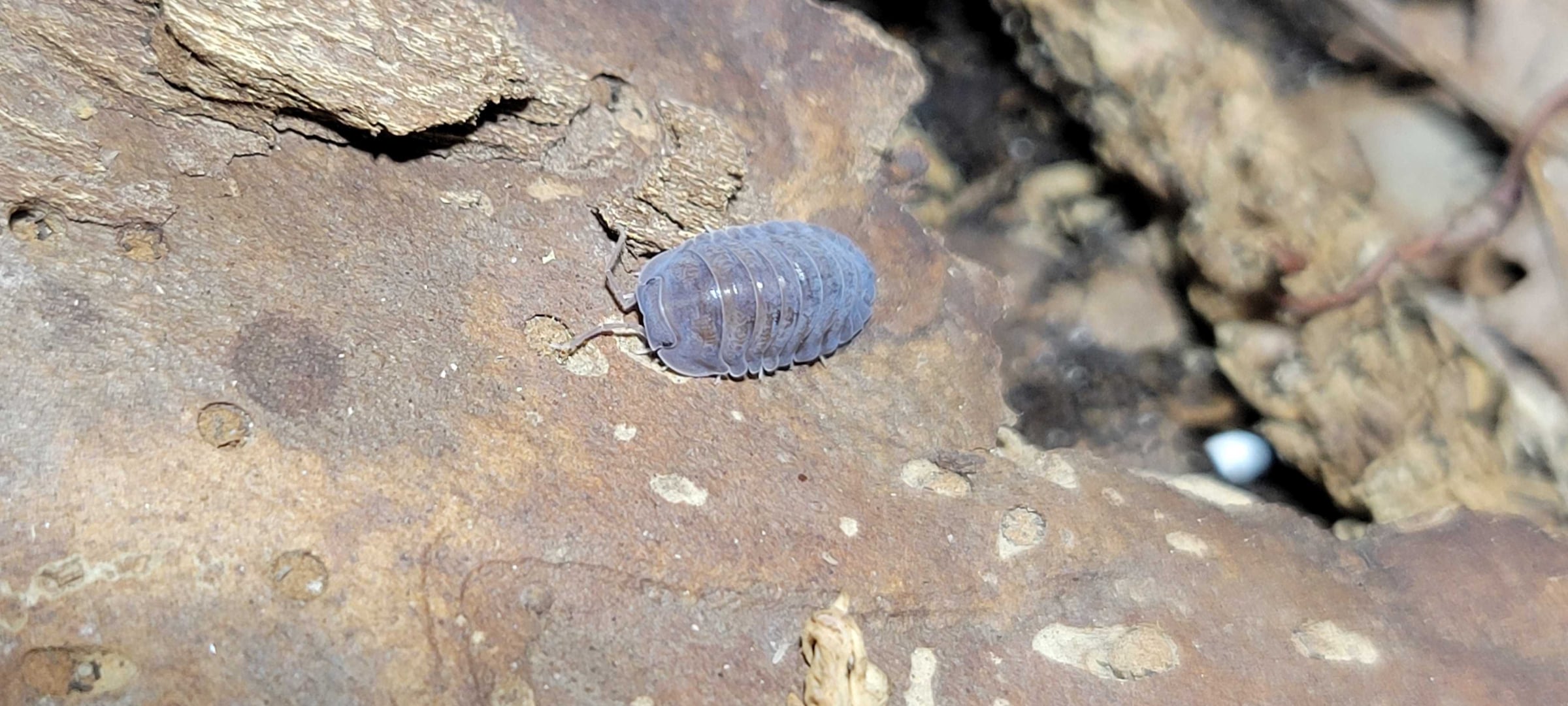 Spherillo sp. - Hainan Black