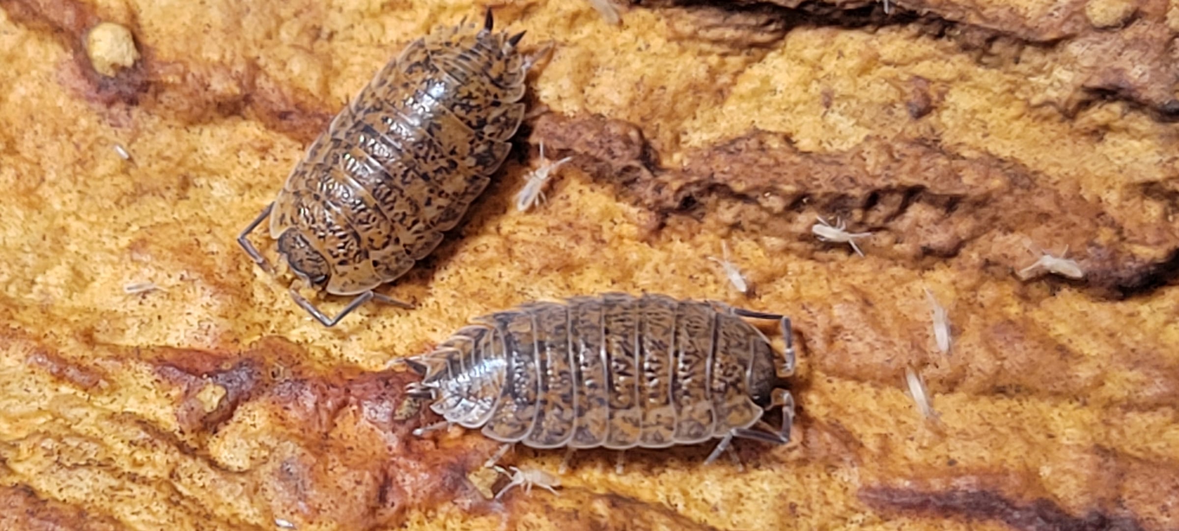 Trachelipus rathkii - Rathke's woodlouse