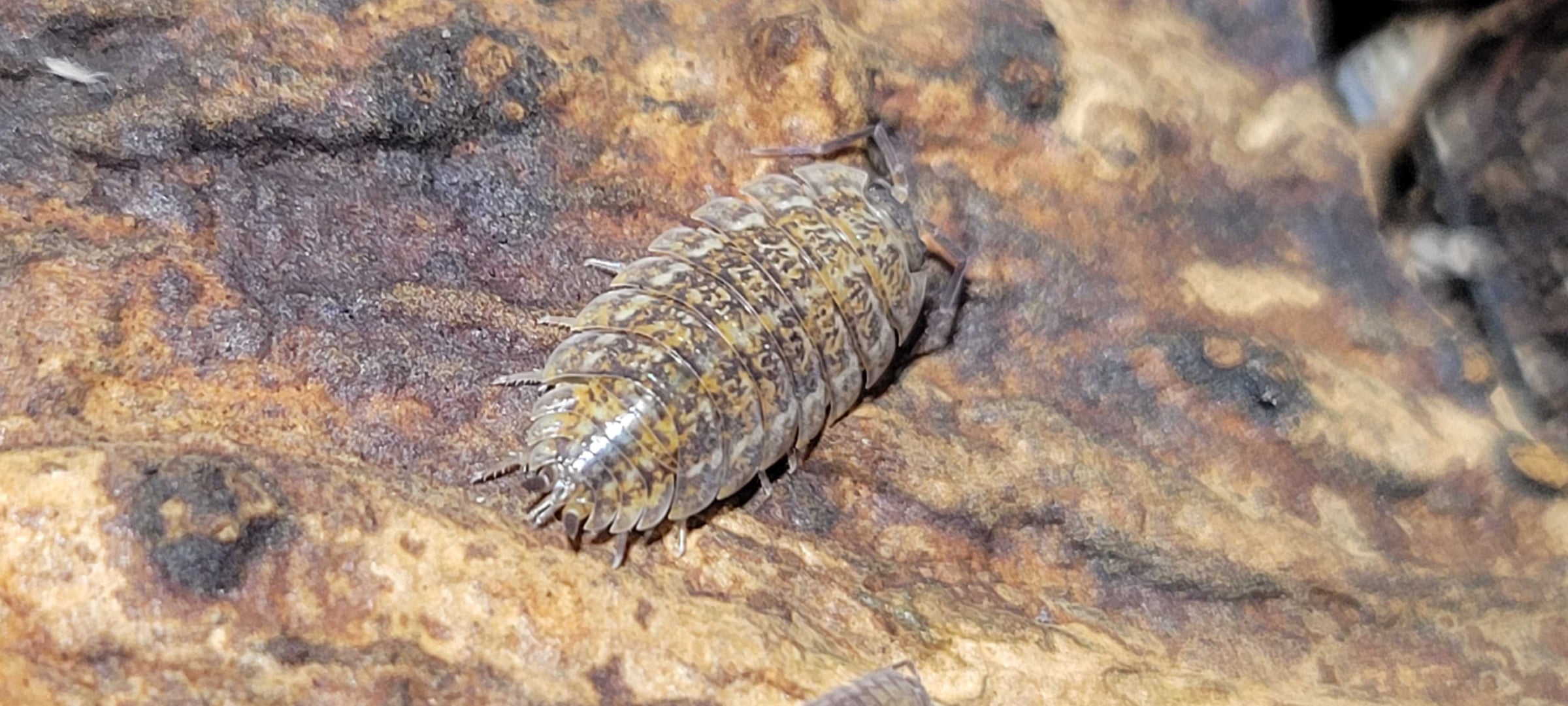 Trachelipus rathkii - Rathke's woodlouse