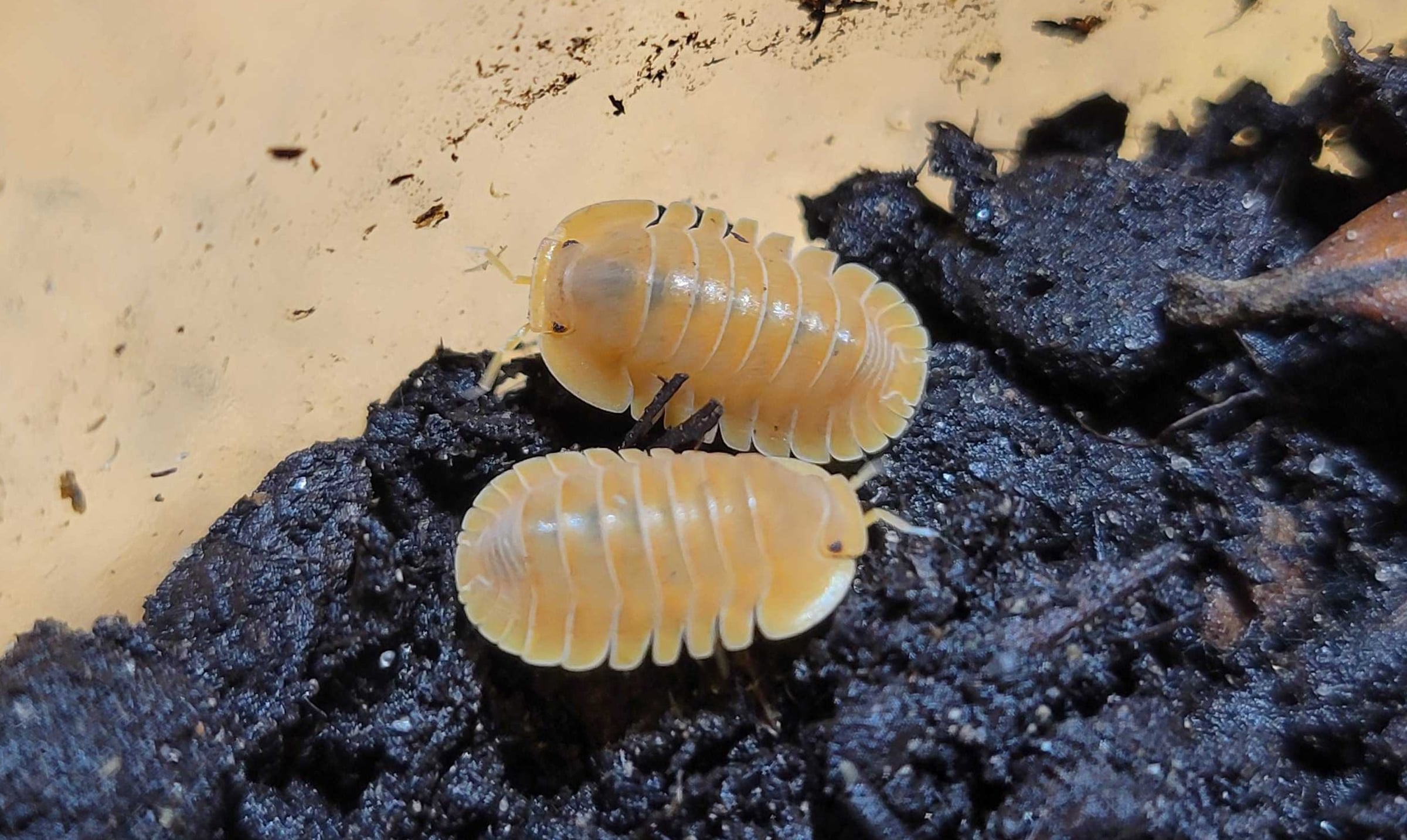Cubaris sp. - Crabby