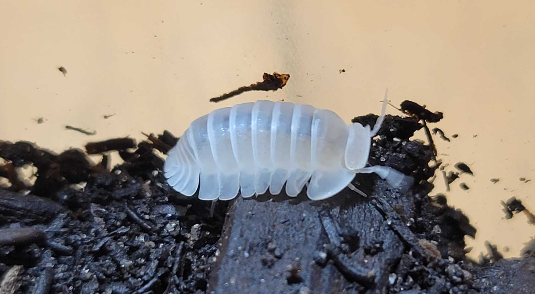 Cubaris sp. - White Pak Chong