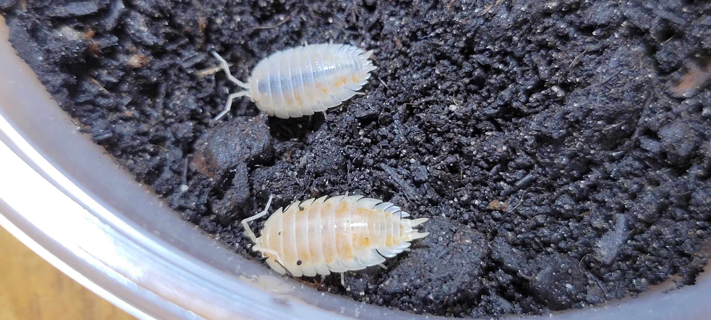 Porcellio laevis - Colby Jack